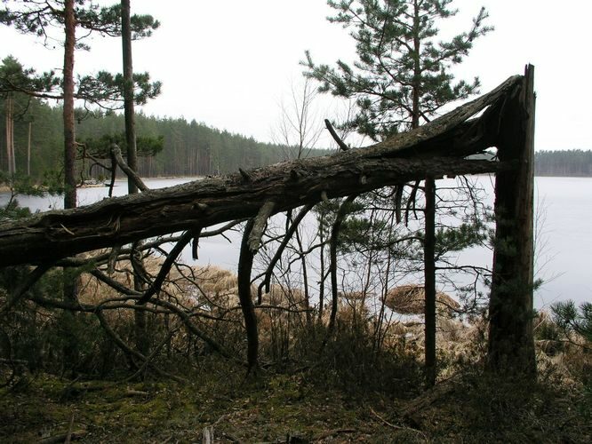 Maakond: Tartumaa Veekogu nimi: Valguta Mustjärv Pildistamise aeg: 12. aprill 2009 Pildistaja: H. Timm Pildistamise koht: teadmata Asimuut: