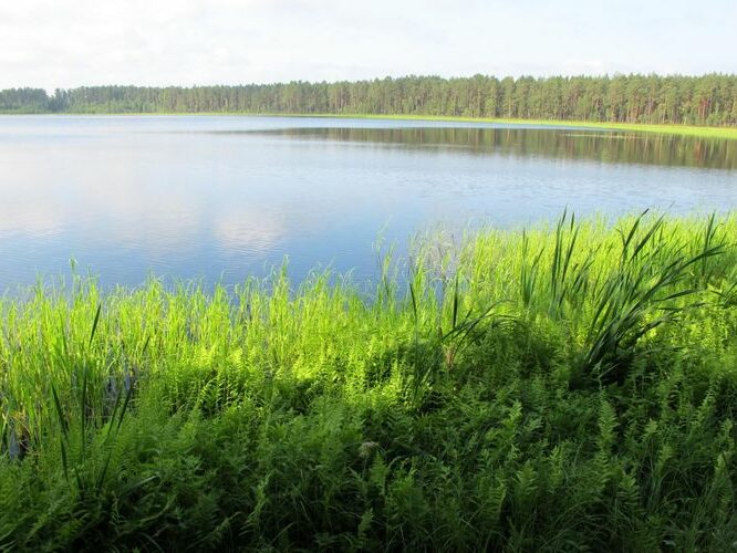 Maakond: Tartumaa Veekogu nimi: Valguta Mustjärv Pildistamise aeg: juuli 2011 Pildistaja: H. Timm Pildistamise koht: teadmata Asimuut: