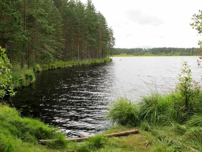 Maakond: Tartumaa Veekogu nimi: Valguta Mustjärv Pildistamise aeg: 10. august 2011 Pildistaja: H. Timm Pildistamise koht: väljavoolust N Asimuut: