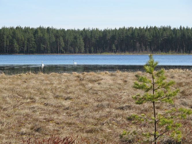 Maakond: Tartumaa Veekogu nimi: Valguta Mustjärv Pildistamise aeg: 15. aprill 2012 Pildistaja: H. Timm Pildistamise koht: teadmata Asimuut: