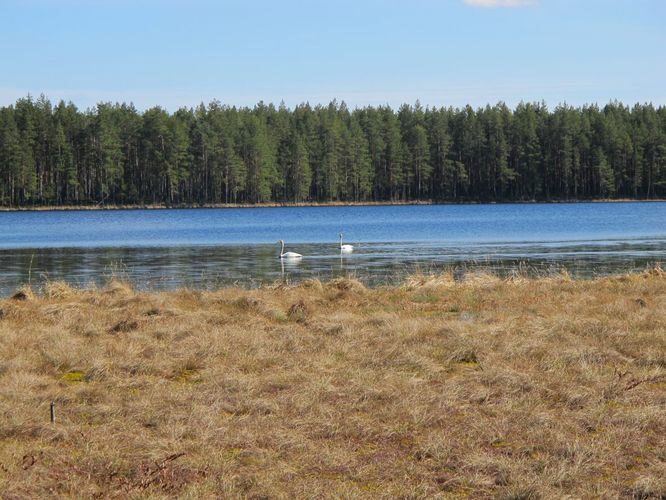 Maakond: Tartumaa Veekogu nimi: Valguta Mustjärv Pildistamise aeg: 15. aprill 2012 Pildistaja: H. Timm Pildistamise koht: teadmata Asimuut: