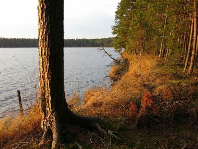 Maakond: Tartumaa Veekogu nimi: Valguta Mustjärv Pildistamise aeg: 25. detsember 2013 Pildistaja: H. Timm Pildistamise koht: teadmata Asimuut: