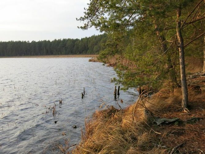 Maakond: Tartumaa Veekogu nimi: Valguta Mustjärv Pildistamise aeg: 25. detsember 2013 Pildistaja: H. Timm Pildistamise koht: teadmata Asimuut: