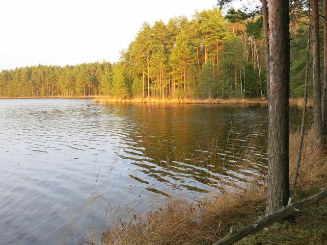 Maakond: Tartumaa Veekogu nimi: Valguta Mustjärv Pildistamise aeg: 25. detsember 2013 Pildistaja: H. Timm Pildistamise koht: teadmata Asimuut: