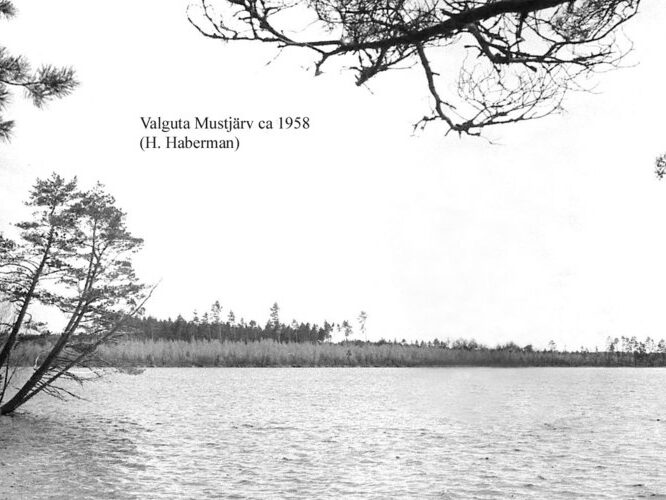 Maakond: Tartumaa Veekogu nimi: Valguta Mustjärv Pildistamise aeg: teadmata Pildistaja: H. Haberman Pildistamise koht: teadmata Asimuut: