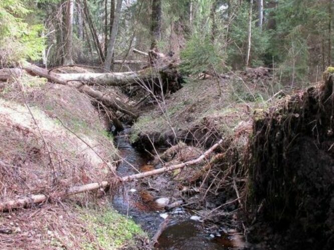 Maakond: Tartumaa Veekogu nimi: Valguta Mustjärve väljavool Pildistamise aeg: 30. aprill 2011 Pildistaja: H. Timm Pildistamise koht: teadmata Asimuut: