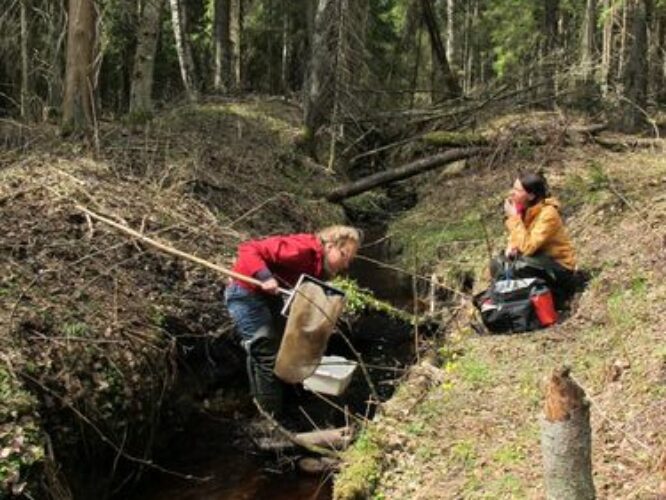 Maakond: Tartumaa Veekogu nimi: Valguta Mustjärve väljavool Pildistamise aeg: 30. aprill 2011 Pildistaja: H. Timm Pildistamise koht: teadmata Asimuut: