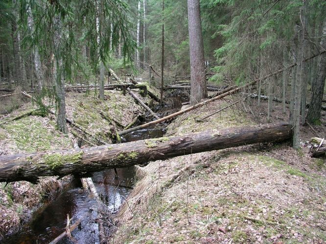 Maakond: Tartumaa Veekogu nimi: Valguta Mustjärve väljavool ca 200 m järvest Pildistamise aeg: 12. aprill 2009 Pildistaja: H. Timm Pildistamise koht: teadmata Asimuut: