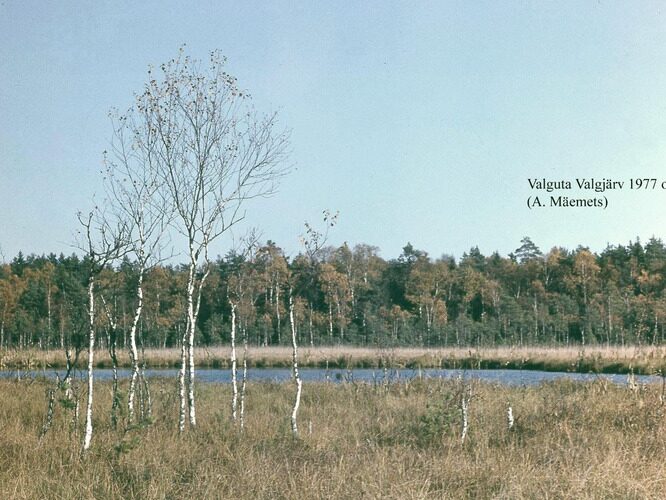 Maakond: Tartumaa Veekogu nimi: Valguta Valgjärv Pildistamise aeg: oktoober 1977 Pildistaja: A. Mäemets Pildistamise koht: teadmata Asimuut: