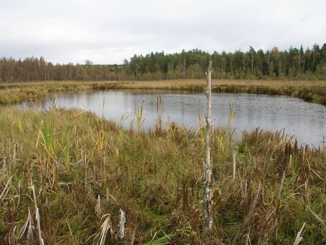 Maakond: Tartumaa Veekogu nimi: Valguta Valgjärv Pildistamise aeg: 16. oktoober 2005 Pildistaja: H. Timm Pildistamise koht: teadmata Asimuut: