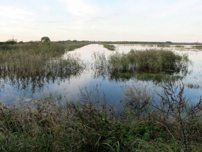 Maakond: Tartumaa Veekogu nimi: Valguta polder Pildistamise aeg: 4. oktoober 2010 Pildistaja: H. Timm Pildistamise koht: teadmata Asimuut: