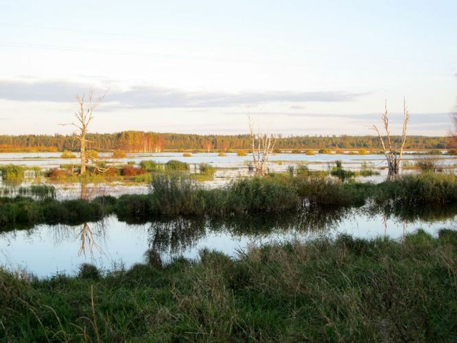 Maakond: Tartumaa Veekogu nimi: Valguta polder Pildistamise aeg: 4. oktoober 2010 Pildistaja: H. Timm Pildistamise koht: teadmata Asimuut: