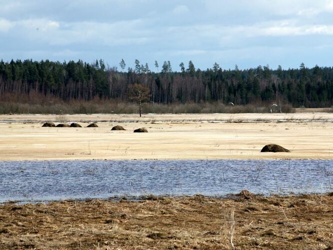 Maakond: Tartumaa Veekogu nimi: Valguta polder Pildistamise aeg: 10. aprill 2011 Pildistaja: H. Timm Pildistamise koht: teadmata Asimuut: