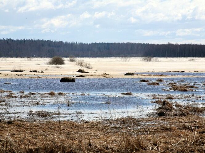 Maakond: Tartumaa Veekogu nimi: Valguta polder Pildistamise aeg: 10. aprill 2011 Pildistaja: H. Timm Pildistamise koht: teadmata Asimuut: