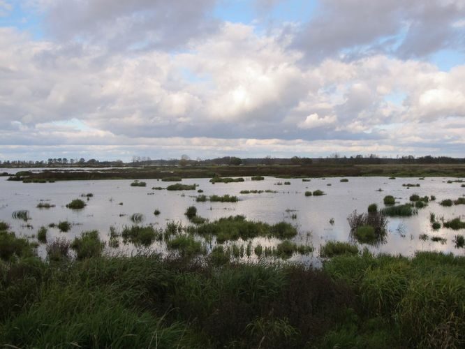 Maakond: Tartumaa Veekogu nimi: Valguta polder Pildistamise aeg: 16. oktoober 2011 Pildistaja: H. Timm Pildistamise koht: teadmata Asimuut: