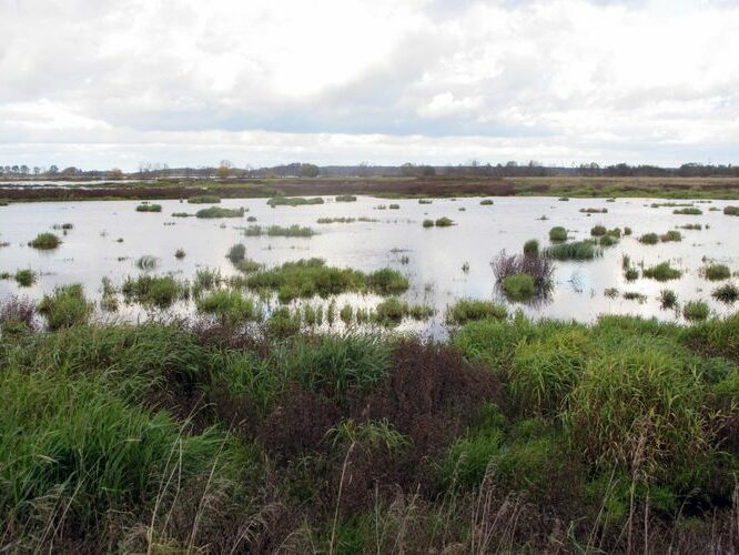 Maakond: Tartumaa Veekogu nimi: Valguta polder Pildistamise aeg: 16. oktoober 2011 Pildistaja: H. Timm Pildistamise koht: teadmata Asimuut: