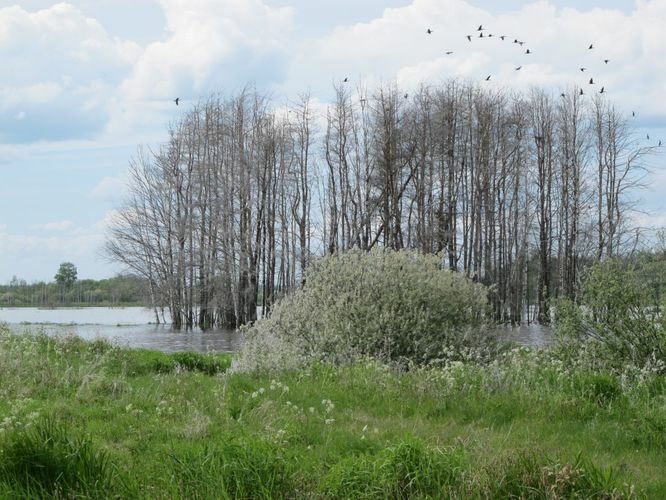 Maakond: Tartumaa Veekogu nimi: Valguta polder Pildistamise aeg: 27. mai 2012 Pildistaja: H. Timm Pildistamise koht: teadmata Asimuut: