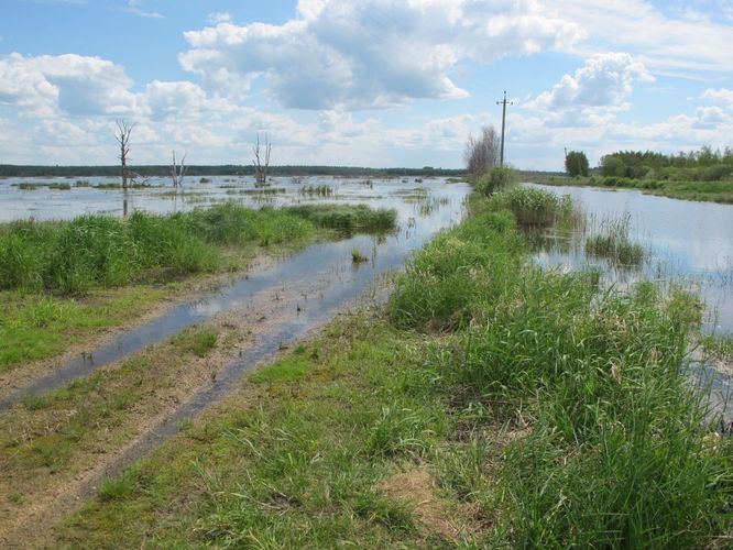 Maakond: Tartumaa Veekogu nimi: Valguta polder Pildistamise aeg: 27. mai 2012 Pildistaja: H. Timm Pildistamise koht: teadmata Asimuut: