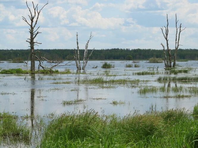 Maakond: Tartumaa Veekogu nimi: Valguta polder Pildistamise aeg: 27. mai 2012 Pildistaja: H. Timm Pildistamise koht: teadmata Asimuut: