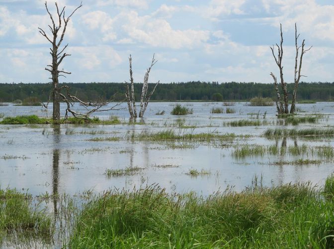 Maakond: Tartumaa Veekogu nimi: Valguta polder Pildistamise aeg: 27. mai 2012 Pildistaja: H. Timm Pildistamise koht: teadmata Asimuut: