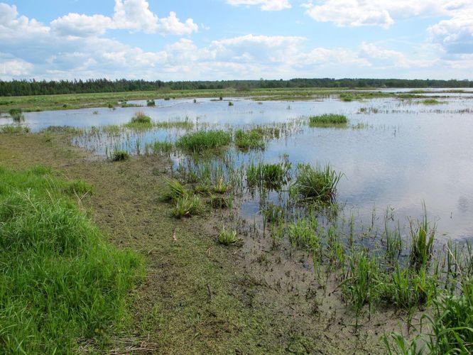 Maakond: Tartumaa Veekogu nimi: Valguta polder Pildistamise aeg: 27. mai 2012 Pildistaja: H. Timm Pildistamise koht: teadmata Asimuut: