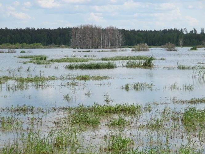 Maakond: Tartumaa Veekogu nimi: Valguta polder Pildistamise aeg: 27. mai 2012 Pildistaja: H. Timm Pildistamise koht: teadmata Asimuut: