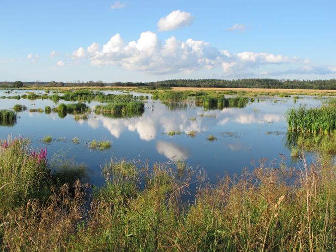 Maakond: Tartumaa Veekogu nimi: Valguta polder Pildistamise aeg: 1. august 2012 Pildistaja: H. Timm Pildistamise koht: teadmata Asimuut: