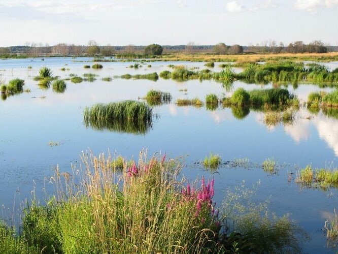 Maakond: Tartumaa Veekogu nimi: Valguta polder Pildistamise aeg: 1. august 2012 Pildistaja: H. Timm Pildistamise koht: teadmata Asimuut: