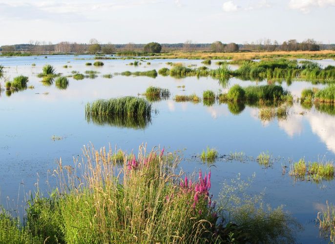 Maakond: Tartumaa Veekogu nimi: Valguta polder Pildistamise aeg: 1. august 2012 Pildistaja: H. Timm Pildistamise koht: teadmata Asimuut: