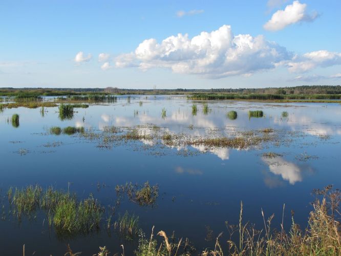 Maakond: Tartumaa Veekogu nimi: Valguta polder Pildistamise aeg: 1. august 2012 Pildistaja: H. Timm Pildistamise koht: teadmata Asimuut: