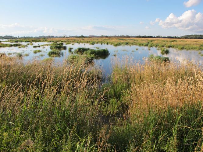 Maakond: Tartumaa Veekogu nimi: Valguta polder Pildistamise aeg: 1. august 2012 Pildistaja: H. Timm Pildistamise koht: teadmata Asimuut: