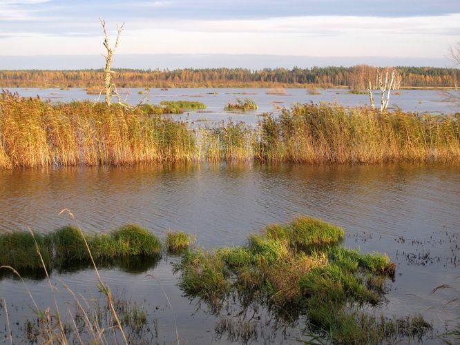 Maakond: Tartumaa Veekogu nimi: Valguta polder Pildistamise aeg: 18. oktoober 2012 Pildistaja: H. Timm Pildistamise koht: teadmata Asimuut: