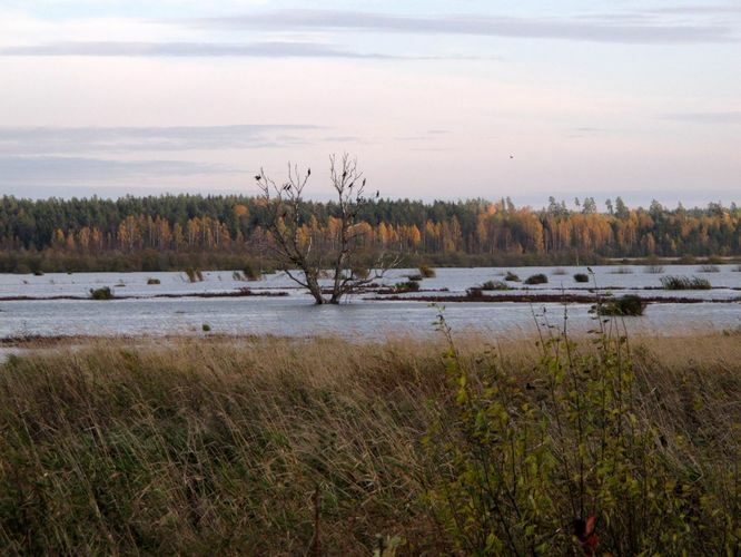 Maakond: Tartumaa Veekogu nimi: Valguta polder Pildistamise aeg: 18. oktoober 2012 Pildistaja: H. Timm Pildistamise koht: teadmata Asimuut: