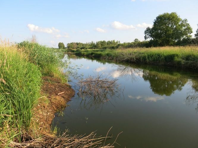 Maakond: Tartumaa Veekogu nimi: Valguta polder Pildistamise aeg: 30. juuni 2013 Pildistaja: H. Timm Pildistamise koht: teadmata Asimuut: