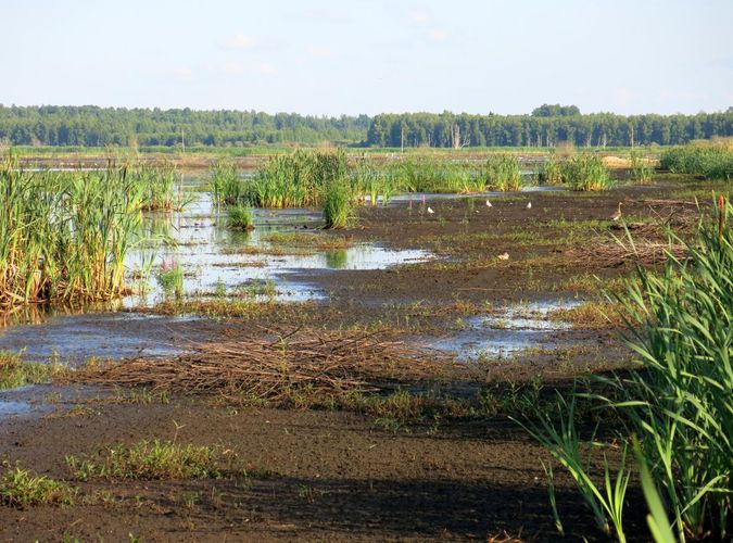 Maakond: Tartumaa Veekogu nimi: Valguta polder Pildistamise aeg: 30. juuni 2013 Pildistaja: H. Timm Pildistamise koht: teadmata Asimuut: