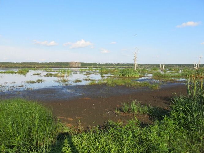 Maakond: Tartumaa Veekogu nimi: Valguta polder Pildistamise aeg: 30. juuni 2013 Pildistaja: H. Timm Pildistamise koht: teadmata Asimuut: