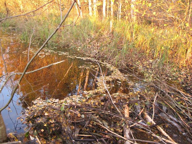 Maakond: Tartumaa Veekogu nimi: Valguta poldri SE külje kraav Pildistamise aeg: 18. oktoober 2012 Pildistaja: H. Timm Pildistamise koht: teadmata Asimuut: