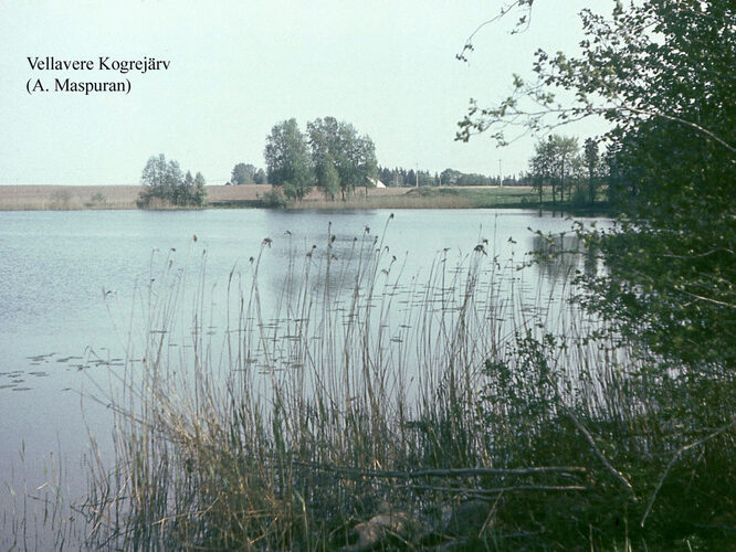 Maakond: Tartumaa Veekogu nimi: Vellavere Kogrejärv Pildistamise aeg: teadmata Pildistaja: A. Maspuran Pildistamise koht: teadmata Asimuut: