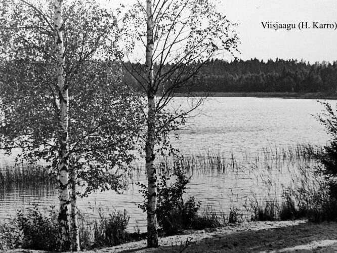 Maakond: Tartumaa Veekogu nimi: Viisjaagu järv Pildistamise aeg: teadmata Pildistaja: H. Karro (Eesti Looduse arhiiv) Pildistamise koht: teadmata Asimuut: