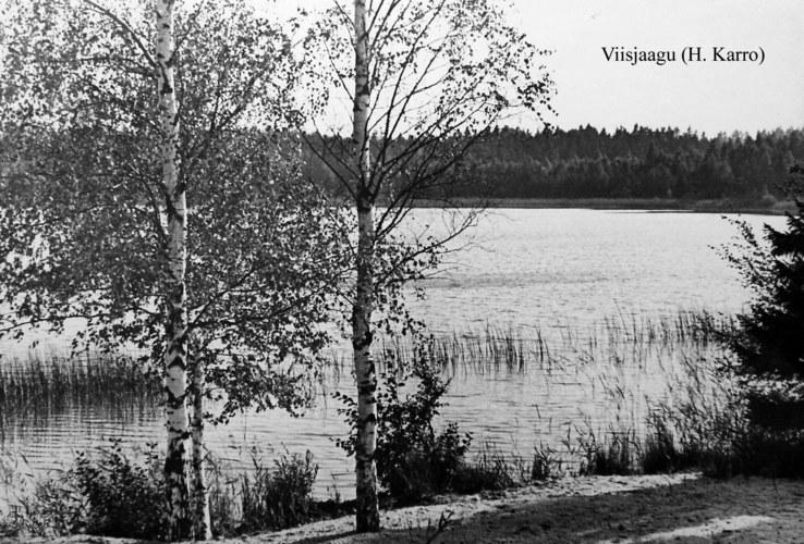 Maakond: Tartumaa Veekogu nimi: Viisjaagu järv Pildistamise aeg: teadmata Pildistaja: H. Karro (Eesti Looduse arhiiv) Pildistamise koht: teadmata Asimuut: