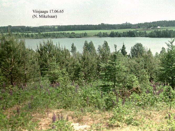 Maakond: Tartumaa Veekogu nimi: Viisjaagu järv Pildistamise aeg: 17. juuni 1965 Pildistaja: N. Mikelsaar Pildistamise koht: teadmata Asimuut: