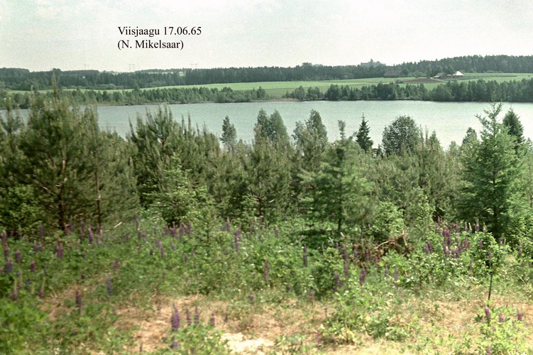 Maakond: Tartumaa Veekogu nimi: Viisjaagu järv Pildistamise aeg: 17. juuni 1965 Pildistaja: N. Mikelsaar Pildistamise koht: teadmata Asimuut: