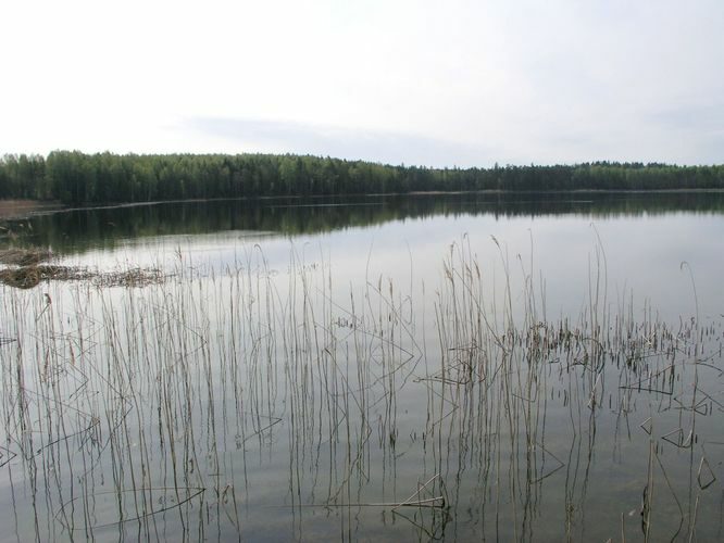 Maakond: Tartumaa Veekogu nimi: Viisjaagu järv Pildistamise aeg: 15. mai 2003 Pildistaja: H. Timm Pildistamise koht: teadmata Asimuut: