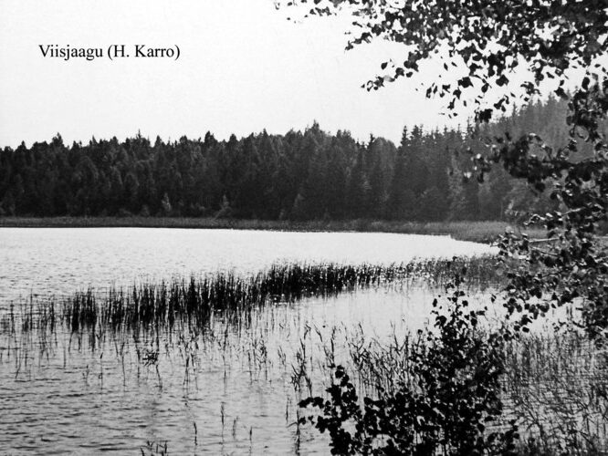 Maakond: Tartumaa Veekogu nimi: Viisjaagu järv Pildistamise aeg: teadmata Pildistaja: H. Karro (Eesti Looduse arhiiv) Pildistamise koht: teadmata Asimuut: