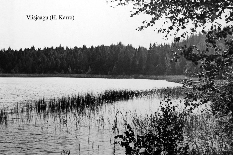 Maakond: Tartumaa Veekogu nimi: Viisjaagu järv Pildistamise aeg: teadmata Pildistaja: H. Karro (Eesti Looduse arhiiv) Pildistamise koht: teadmata Asimuut: