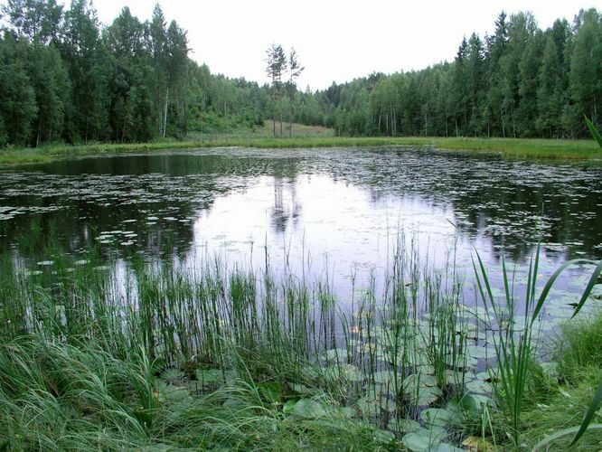 Maakond: Tartumaa Veekogu nimi: Viti järv Pildistamise aeg: 6. august 2005 Pildistaja: H. Timm Pildistamise koht: teadmata Asimuut: