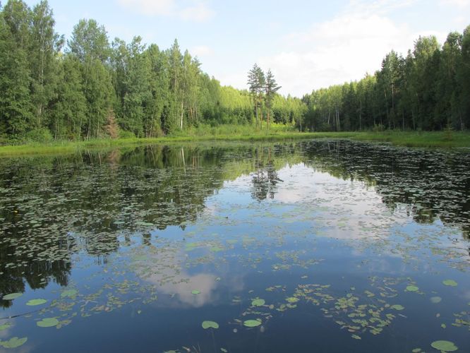 Maakond: Tartumaa Veekogu nimi: Viti järv Pildistamise aeg: juuli 2011 Pildistaja: H. Timm Pildistamise koht: teadmata Asimuut: