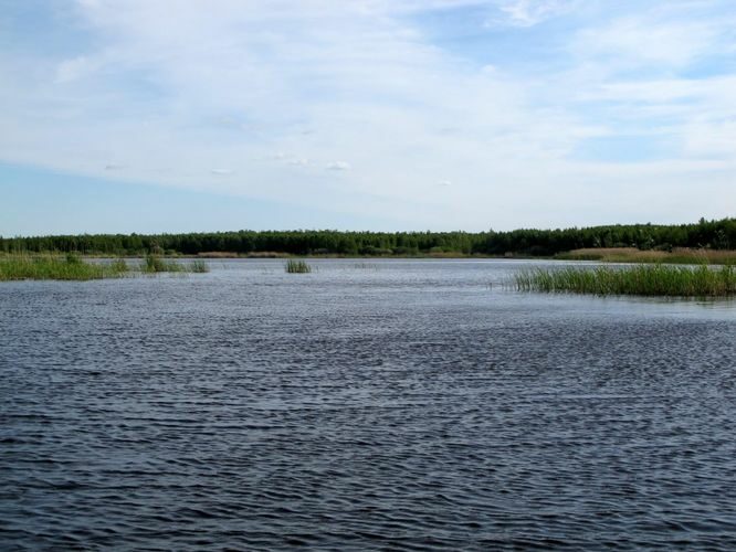 Maakond: Tartumaa Veekogu nimi: Võngjärv Pildistamise aeg: 28. mai 2012 Pildistaja: H. Timm Pildistamise koht: Ahja jõelt Asimuut: