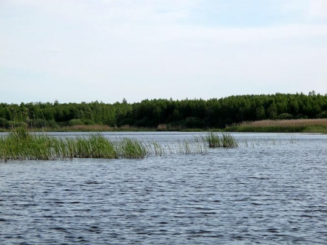 Maakond: Tartumaa Veekogu nimi: Võngjärv Pildistamise aeg: 28. mai 2012 Pildistaja: H. Timm Pildistamise koht: Ahja jõelt Asimuut: