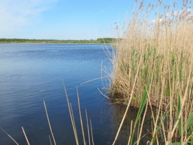 Maakond: Tartumaa Veekogu nimi: Võngjärv Pildistamise aeg: 28. mai 2012 Pildistaja: H. Timm Pildistamise koht: teadmata Asimuut: